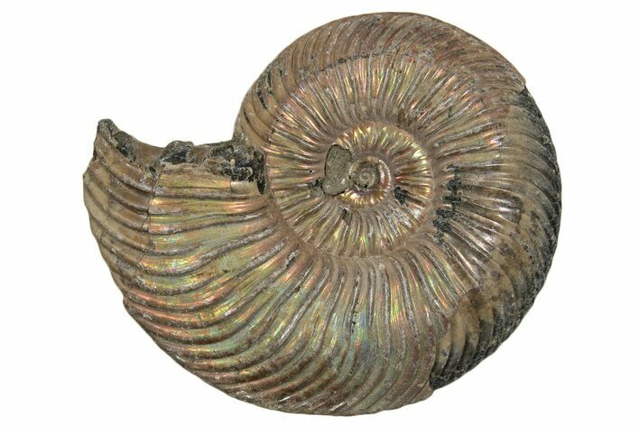 Iridescent, Pyritized Ammonite (Quenstedticeras) Fossil - Russia #337315